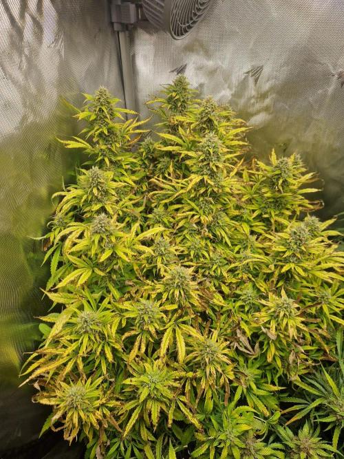 First Grow. Week 13 - plant 3 day 92