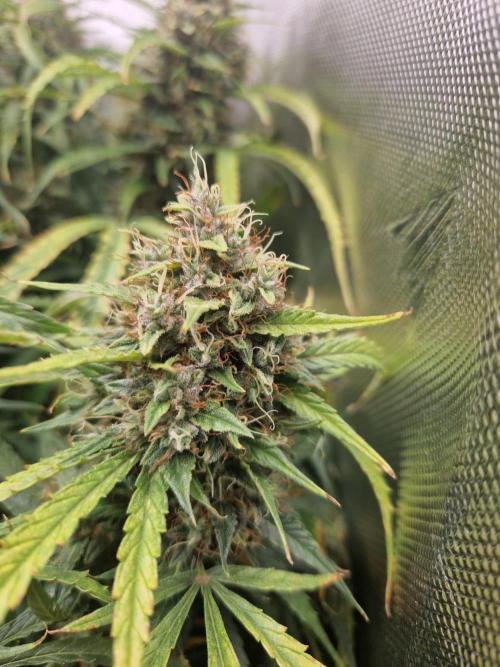 First Grow. Week 13 - Stunty day 92