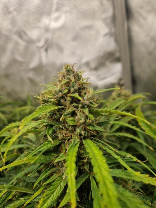 First Grow. Week 13 - Stunty day 92