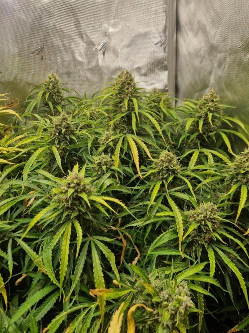 First Grow. Week 13 - Stunty day 92