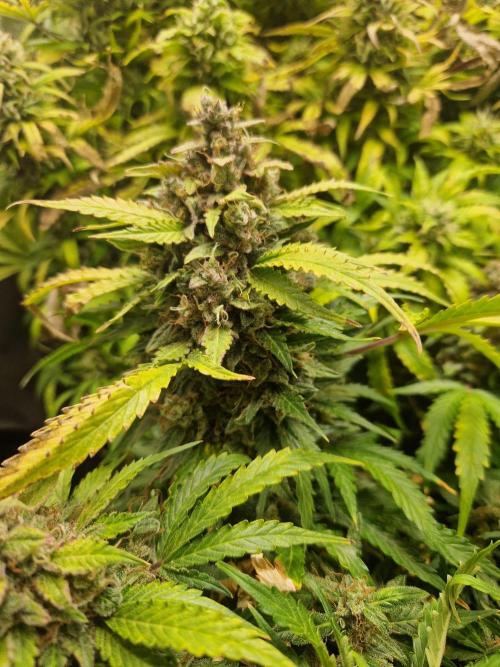 First Grow. Week 13 - plant 2 day 92