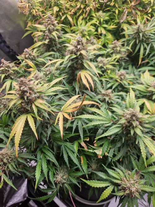 First Grow. Week 13 - plant 2 day 92