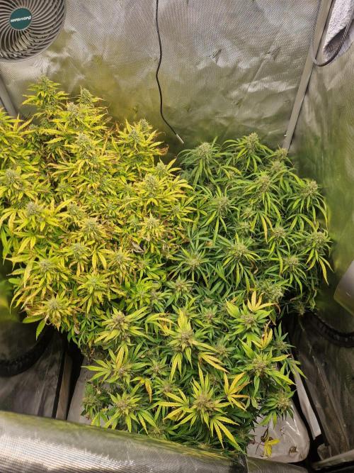 First Grow. Week 13 - Overview day 92