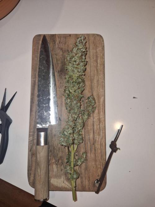 First Grow. Week 13 - plant 1 biggest branch (12g)