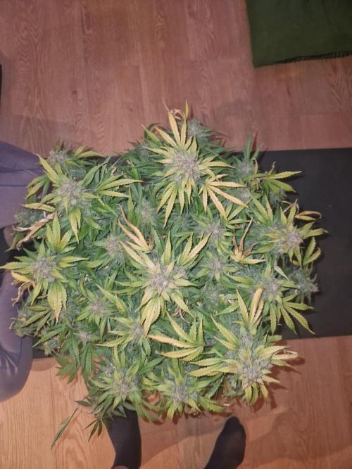 First Grow. Week 14 - Plant 2 harvest day