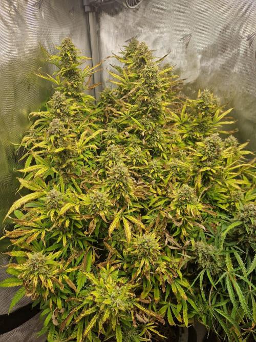 First Grow. Week 14 - plant 3 day 99