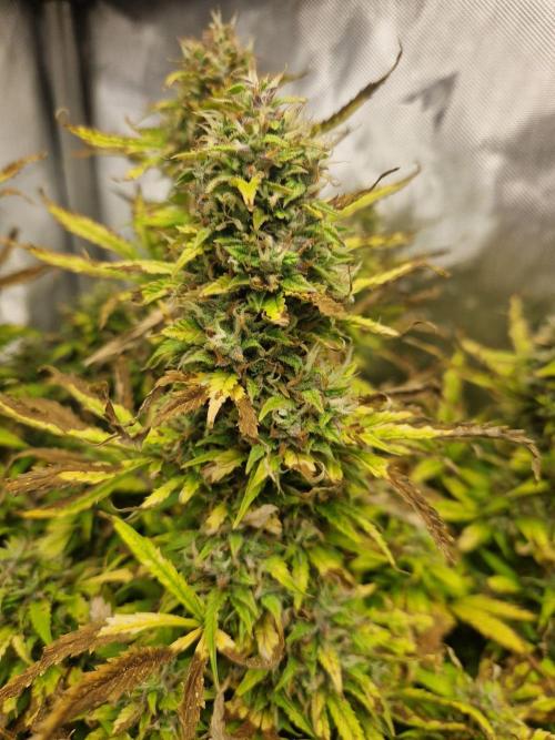 First Grow. Week 14 - plant 3 day 99