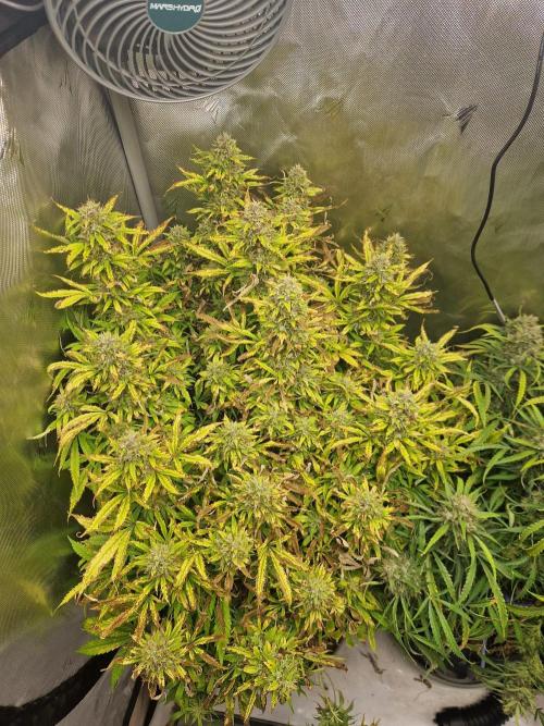 First Grow. Week 14 - plant 3 day 99