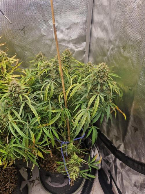 First Grow. Week 14 - stunty day 99