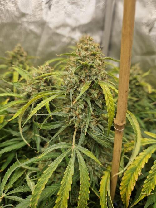 First Grow. Week 14 - stunty day 99