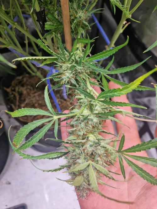 First Grow. Week 14 - stunty day 99