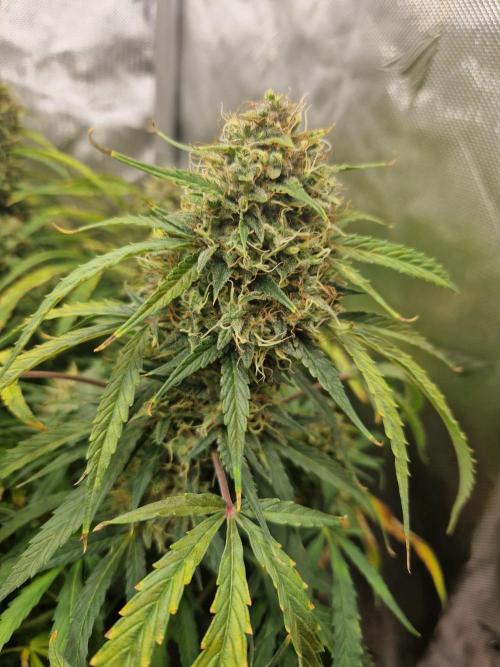 First Grow. Week 14 - stunty day 99