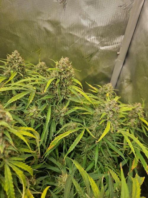 First Grow. Week 14 - stunty day 99