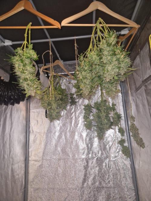 First Grow. Week 14 - plant 2 drying