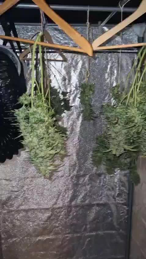 First Grow