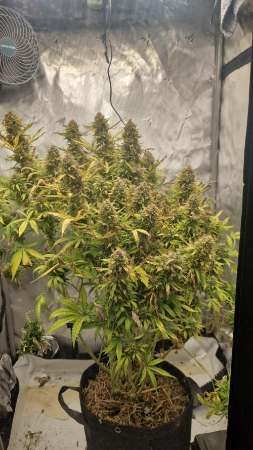 First Grow. Week 15 - plant 3 day 106