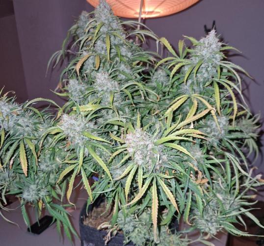 First Grow. Week 15 - stunty harvest day