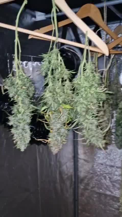 First Grow