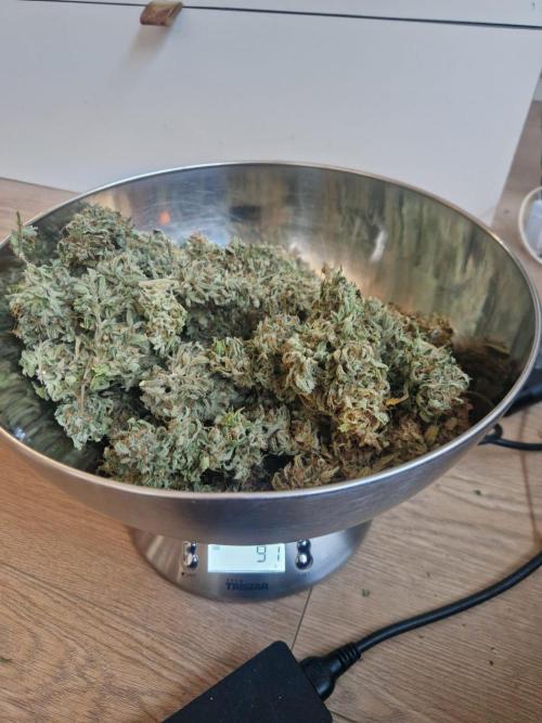 First Grow. Week 15 - biggest tops plant 2