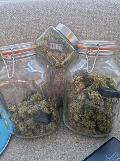 First Grow. Week 15 - 120g of plant 2 