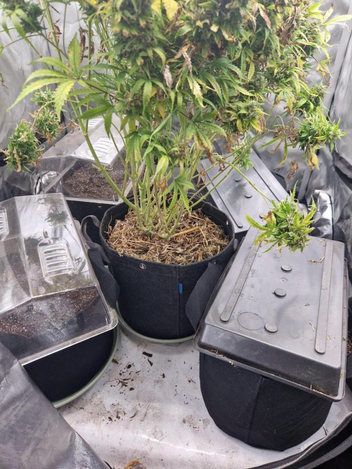 Gelato Auto (fastbuds) - second grow. Week 0