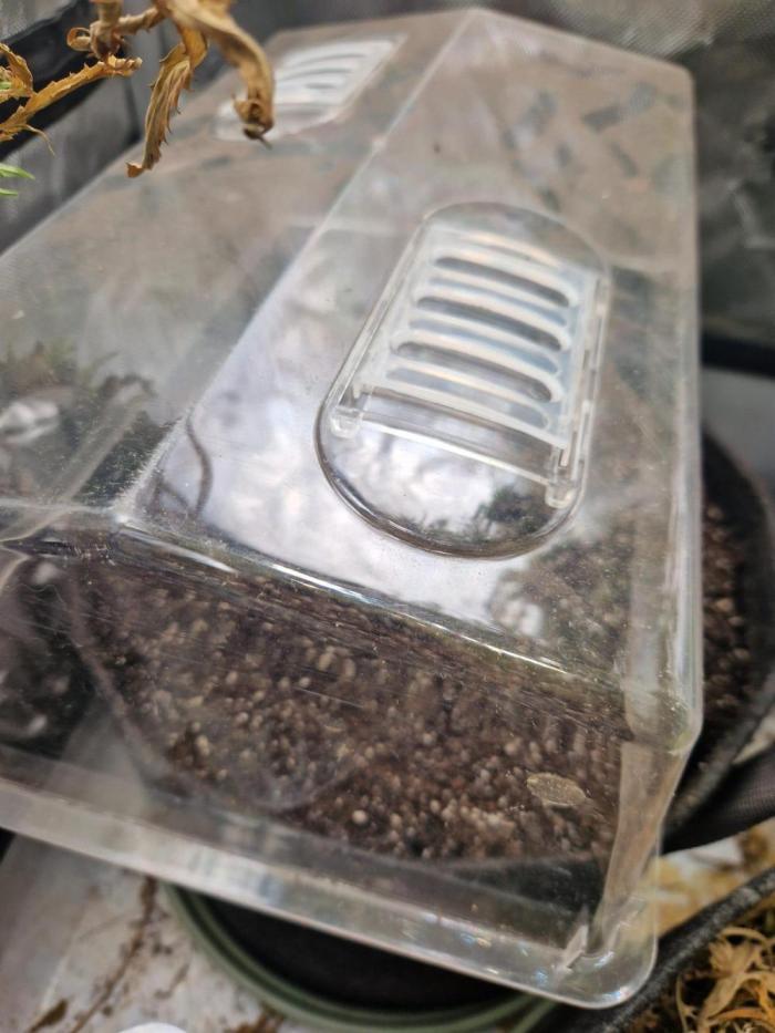 Purple lemonade auto - second grow. Week 0