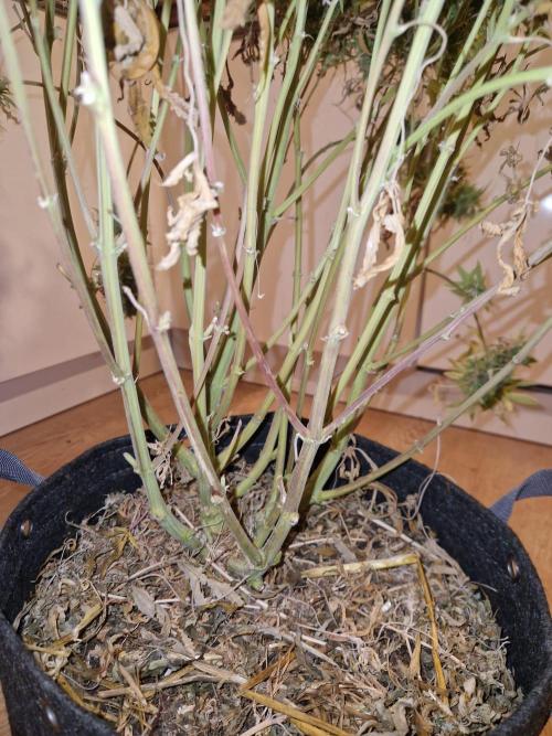 First Grow. Week 16 - branching plant 3