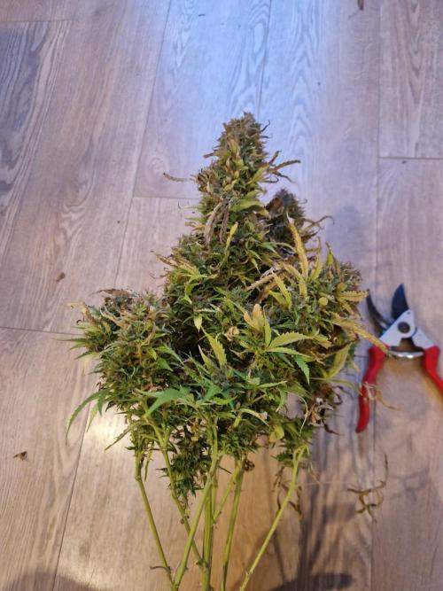 First Grow. Week 16 - main cola