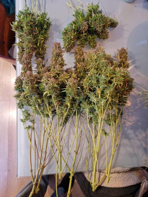 First Grow. Week 16 - plant 3 after trimming