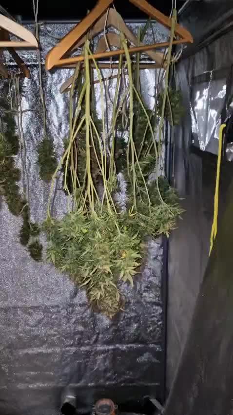 Tangerine Dream auto - First Grow