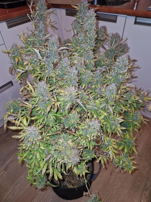 First Grow. Week 16 - pre harvest