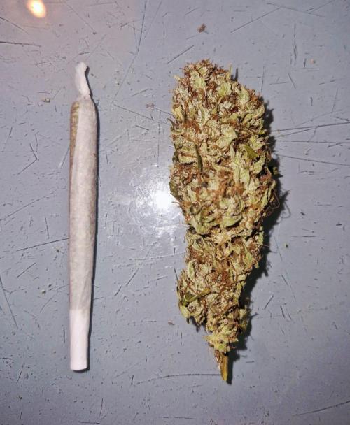 First Grow. Week 16 - decent nug