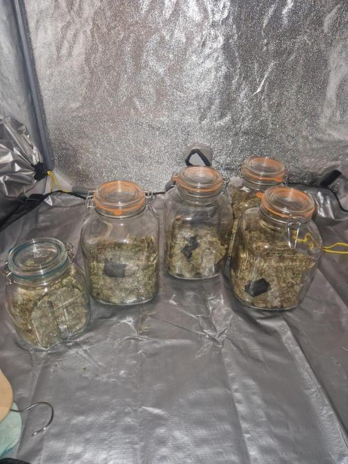 First Grow. Week 16 - All that is left in 4 1 gallon jars