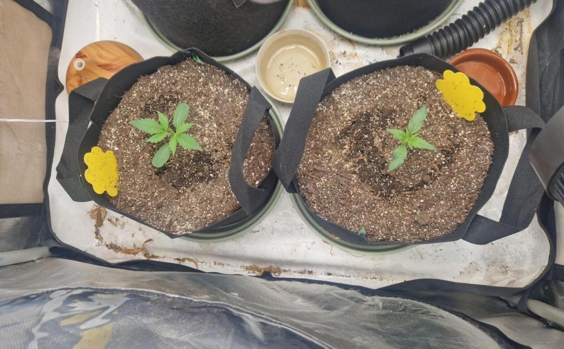 Gelato Auto (fastbuds) - second grow. Week 1