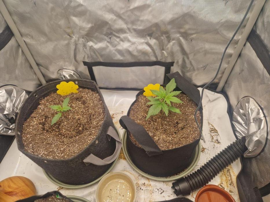 Purple lemonade auto - second grow. Week 1