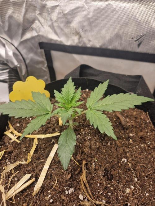 Gelato Auto (fastbuds) - second grow. Week 2 - Gelato 2 day 14