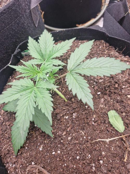 Gelato Auto (fastbuds) - second grow. Week 2 - Gelato 1 day 15