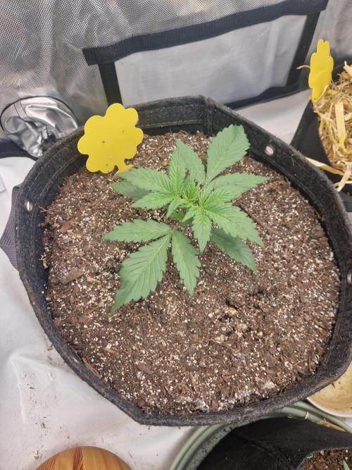 Purple lemonade auto - second grow. Week 2 - Purple lemonade 1 at 15 days