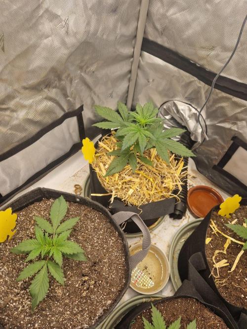 Purple lemonade auto - second grow. Week 2 - happy lemonades