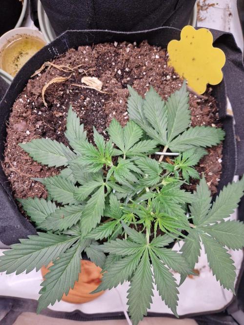 Gelato Auto (fastbuds) - second grow. Week 3 - gelato 1 day 22