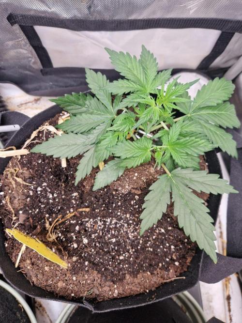 Gelato Auto (fastbuds) - second grow. Week 3 - gelato 2 day 21