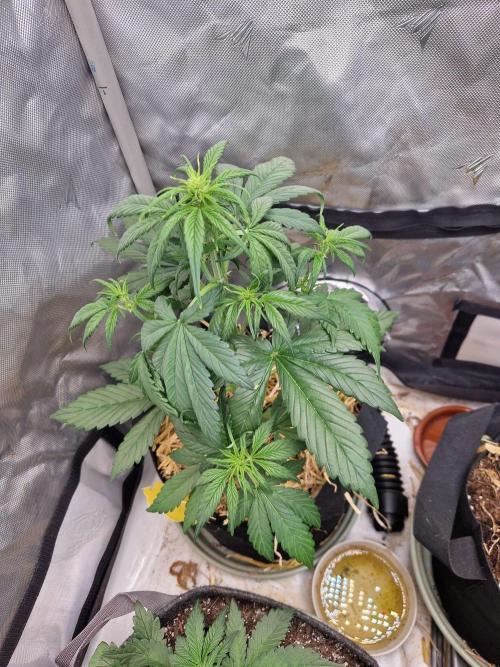 Purple lemonade auto - second grow. Week 3 - PL 1 day 28