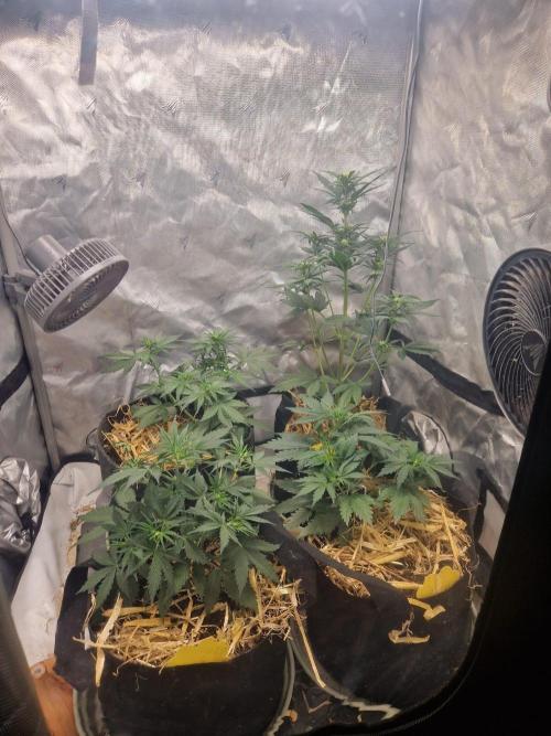 Purple lemonade auto - second grow. Week 4 - full tent