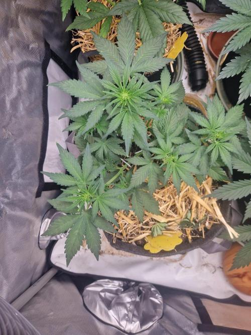 Purple lemonade auto - second grow. Week 4 - PL 2 day 28