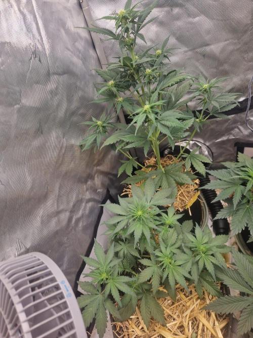 Purple lemonade auto - second grow. Week 4 - happy PLs