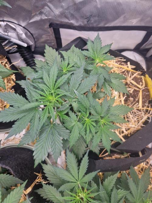 Gelato Auto (fastbuds) - second grow. Week 4 - gelato 2 day 27