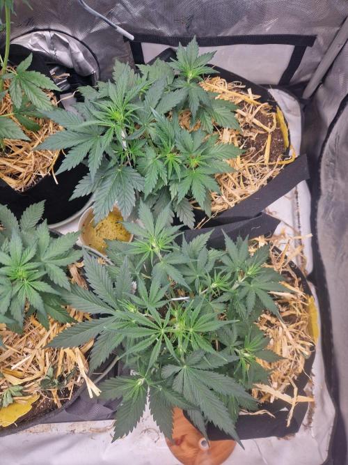 Gelato Auto (fastbuds) - second grow. Week 4 - happy gelatos day 28