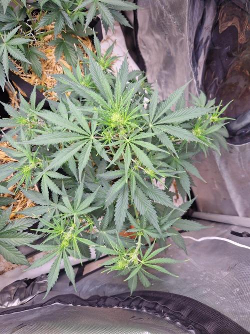 Gelato Auto (fastbuds) - second grow. Week 5 - gelato 1 day 35