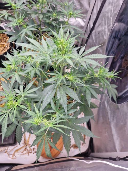 Gelato Auto (fastbuds) - second grow. Week 5 - gelato 1 day 35