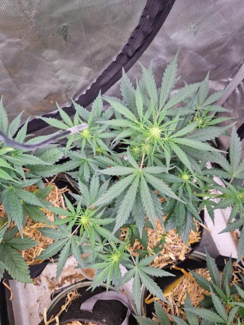 Gelato Auto (fastbuds) - second grow. Week 5 - gelato 2 day 34